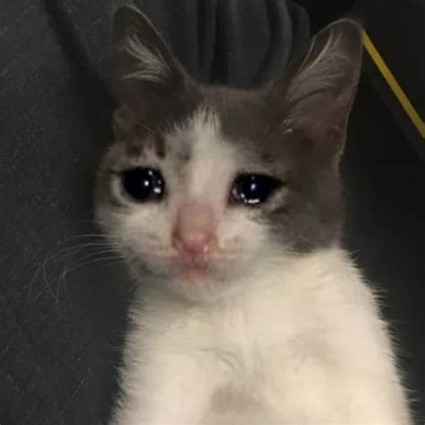 Crying Cat Meme Template