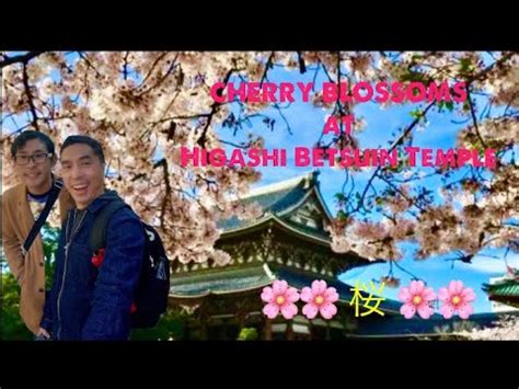 JAPAN TRAVEL NAGOYA CHERRY BLOSSOMS ~ SAKURA at Higashi Betsuin Temple - Alo Japan