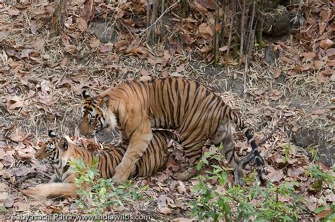 Mating Behaviour of Tigers