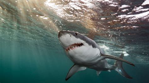 Do Sharks Attack Humans Often