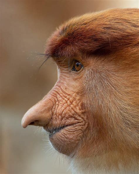 Mogens Trolle on Instagram: “Wrinkly-faced, pointy-nosed proboscis ...