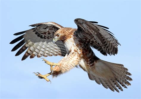 Hawk Hunting Prey