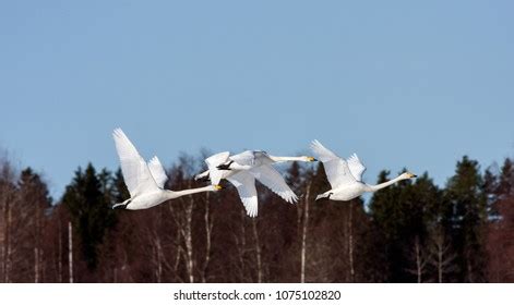 Group Whooper Swan Migration Clear Blue Stock Photo 1075102820 ...