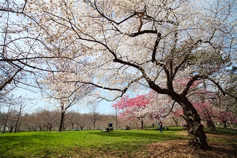 Cherry blossom trees | Taken at Brooklyn Botanical Gardens. | ccho | Flickr