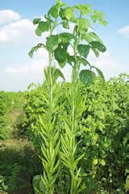 guar gum plant Buy guar gum plant in Ahmedabad Gujarat India from Agro Gums