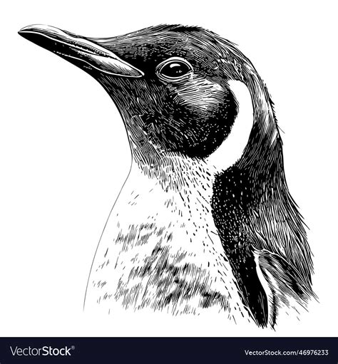 Penguin face hand drawn sketch in doodle style Vector Image