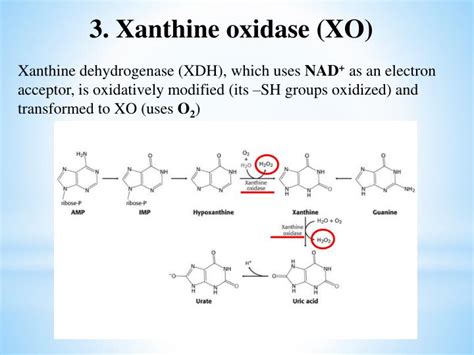 PPT - Biochemistry of free radicals, oxidative stress and aging PowerPoint Presentation - ID:3067777