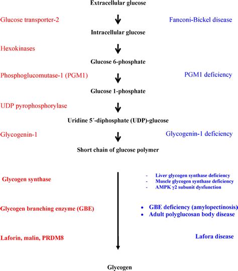 Glycogen Storage Disorders Ppt | Dandk Organizer