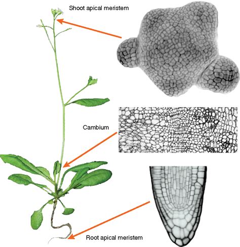 Figure 1 from Plant Stem Cells | Semantic Scholar