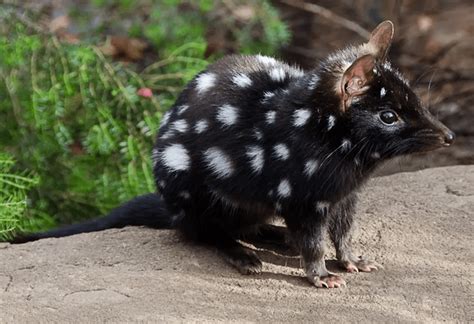 Quoll Facts: The Males Die After Only 1 Mating Season - Odd Facts