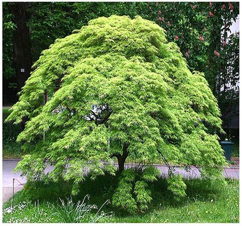 Green Lace Leaf Japanese Maple - ACER palmatum matsumurae Dissectum SEEDS | Japanese maple tree ...