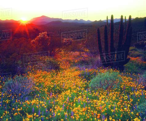 USA, Arizona, Wildflowers and cacti at sunset in Organ Pipe Cactus National Monument. - Stock ...