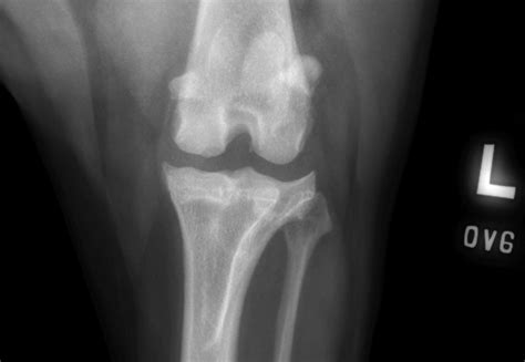 Stifle (knee) Osteochondritis Dissecans (OCD) | Oakdale Veterinary Group