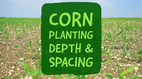 Corn Planting Depth and Spacing - YouTube