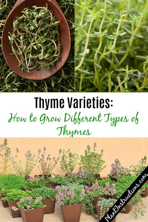 Thyme Varieties: How to Grow Different Types of Thymes - Plant Instructions