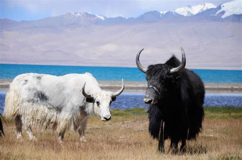 10 Fascinating Facts About Yaks - A-Z Animals