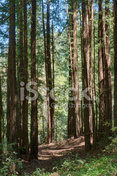 Trail Through Redwood Forest Stock Photo | Royalty-Free | FreeImages