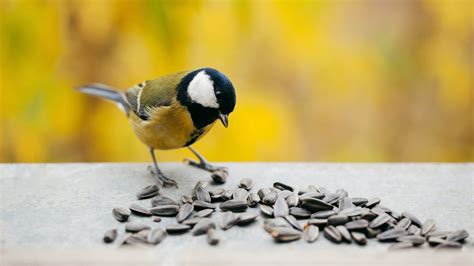 Busted! 5 Bird-Feeding Myths Put to Rest