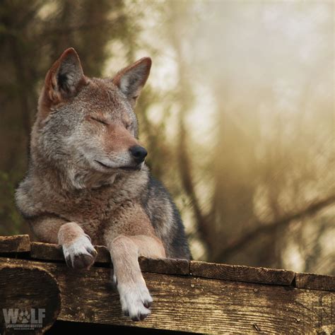 Wolf conservation center on – Artofit