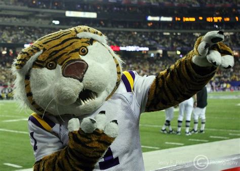 Louisiana State University Mascot Mike the Tiger photo - Jerry ...