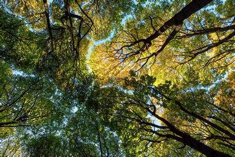 Forest Canopy Photograph by Peter Hodossy - Fine Art America