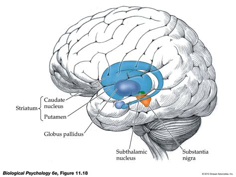 Life After Being A Student - My Mission To Learn: Neurological Diseases