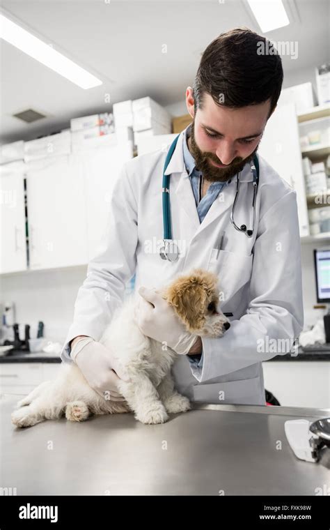 Vet examining a dog Stock Photo - Alamy