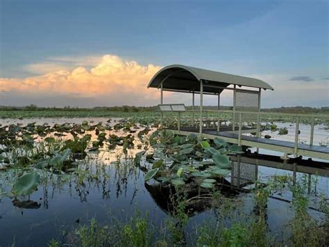 Darwin: Wildlife Tour with Jumping Crocodiles | GetYourGuide