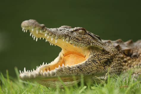 Australian Man Survives Crocodile Attack by Poking It in the Eyes | TIME