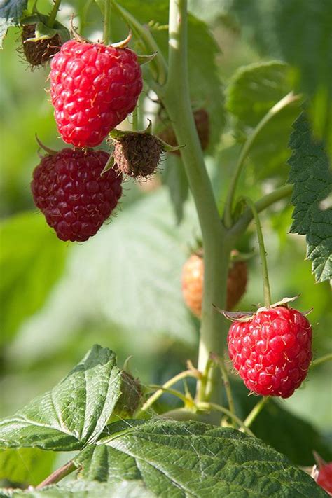 Why, when and where should you prune your raspberry canes. Let's ask ...