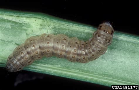 European Corn Borer: Got Pests? : Board of Pesticides Control: Maine DACF