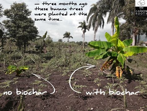 Rice husk as feedstock for biochar production.