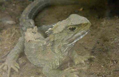 Tuatara Lizard-Like: Is This The Longest Living Reptile? – Cobras.org