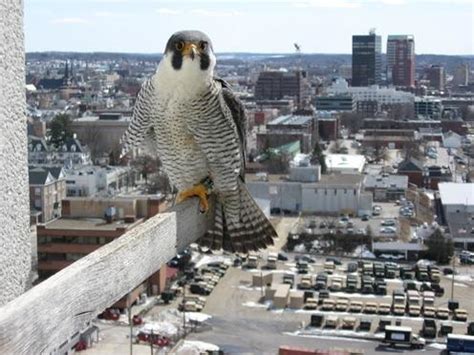 Habitat - Peregrine Falcon