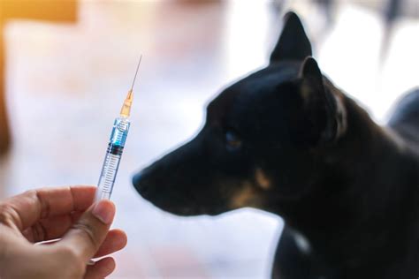 Make sure your pet's rabies vaccines are up to date - TimminsToday.com