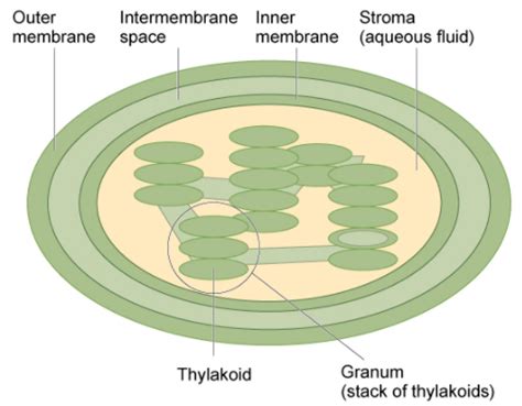 Plastid Structure - Nehan Saputra