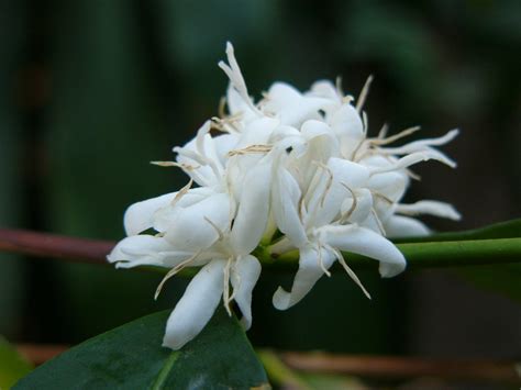 Coffea arabica (Arabian Coffee, Coffee, Coffee Plant) | North Carolina Extension Gardener Plant ...