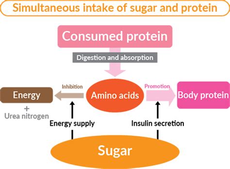 Types Of Proteins In The Body