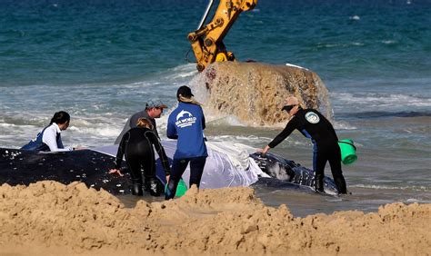 Stranded whale rescued in Australia - Mirror Online