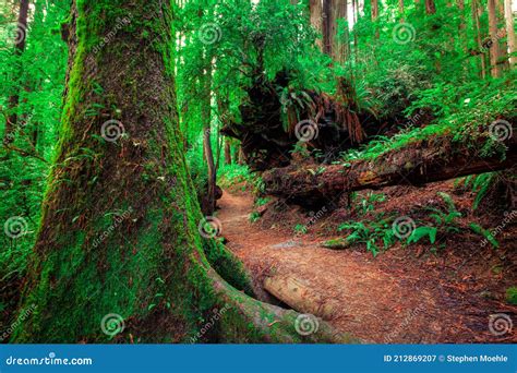 Giant Trees and a Hiking Path in Redwood Forest, Redwoods National and ...