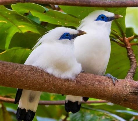 Bird Watchers Flock to National Park to Spot Bali Starling - Bali Hotel - Bali Garden Beach ...