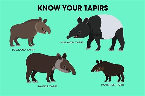"Know Your Tapirs" Art Print for Sale by PepomintNarwhal | Tapir, Monkey pictures, Animal posters