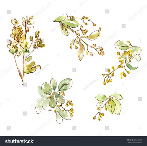 14 Aglaia Odorata Flowers Drawing Images, Stock Photos, 3D objects ...