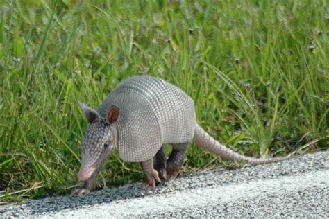 Tập tin:Armadillo at Kennedy Space Center (KSC-07PD-2276).jpg – Wikipedia tiếng Việt