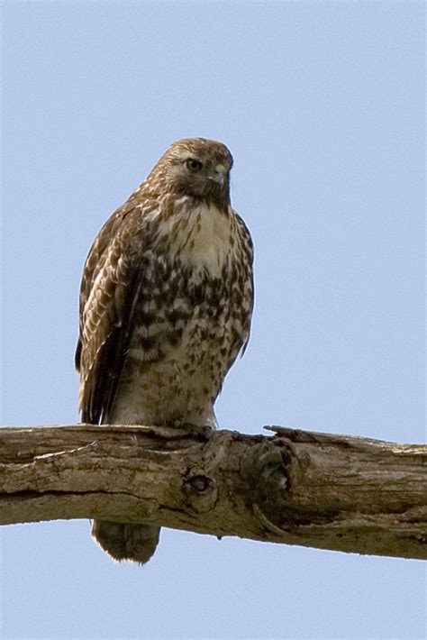 red-tailed-hawk_1 | Red-tailed Hawk bird (immature) at Morro… | Flickr