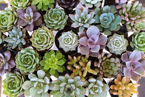 2.5" Rosette Succulents - Wedding Succulent Favors for Sale Bulk Succulents