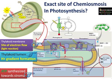 How Does Atp Synthase Works In Chemiosmosis