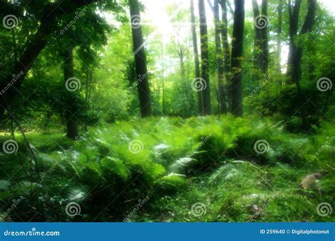 Lush Green Forest Stock Photo - Image: 259640