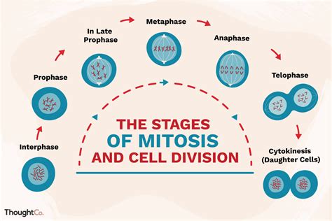 Meiosis Phases And Descriptions