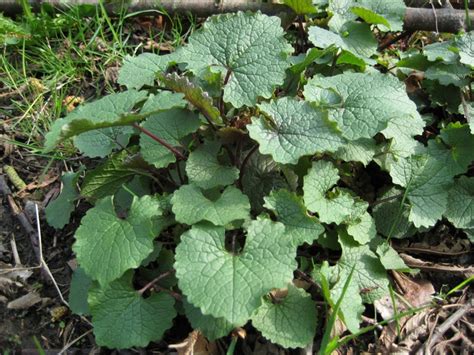 Garlic mustard identification and control: Alliaria petiolata - King County